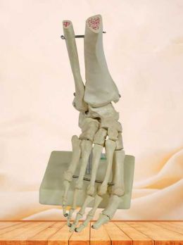 Human foot skeleton model