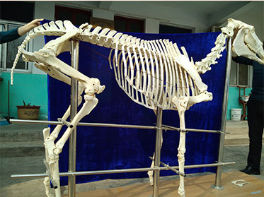 horse animal skeletons for sale
