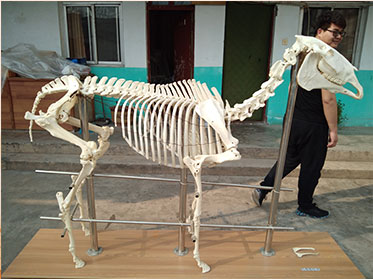 horse real animal skeletons for sale