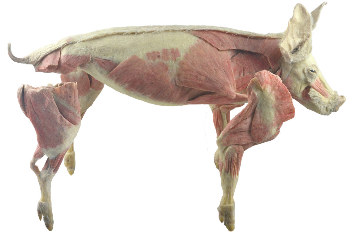 plastinated pig