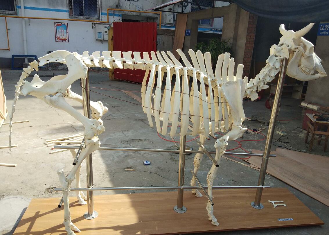 cow skeleton