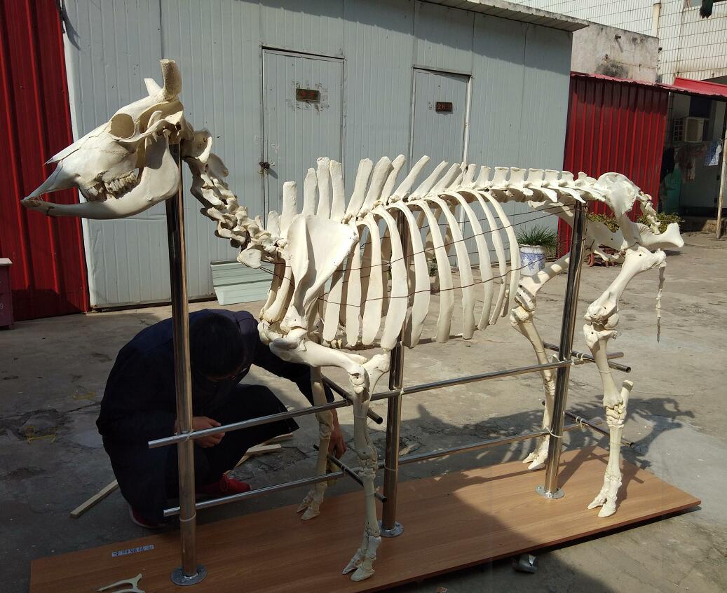 cow skeleton for sale
