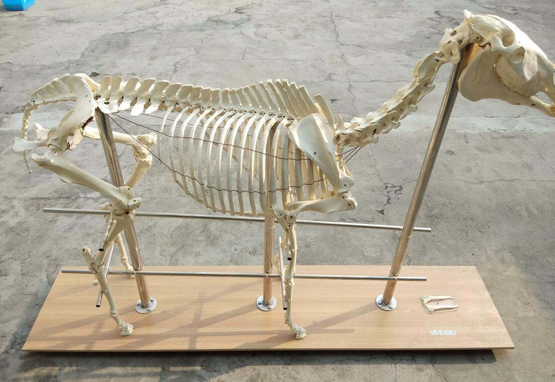 horse bones