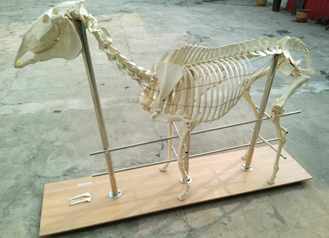 horse skeleton