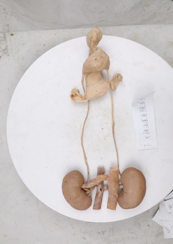 female urogenital system plastinated specimen