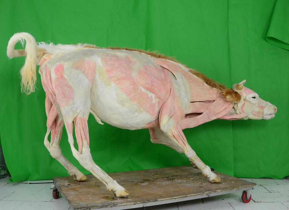 plastination cow