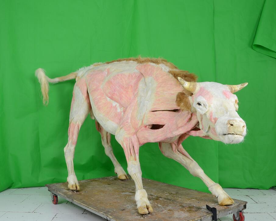 plastinated cow