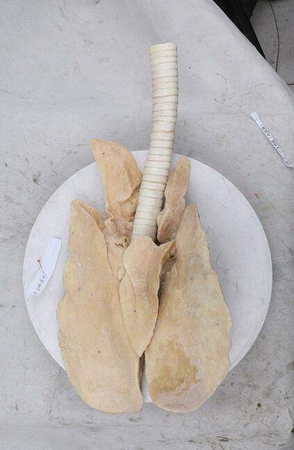 plastinated lung of horse