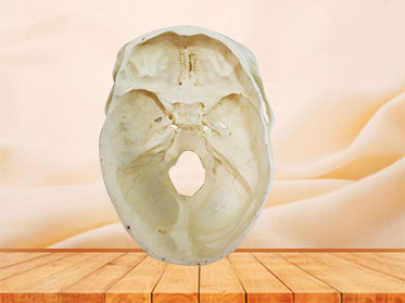 horizontal section of real human skull