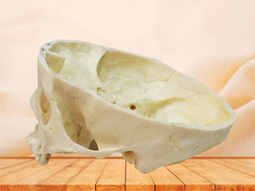 horizontal section of real skull 
