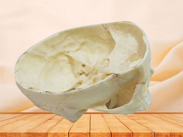 horizontal section of real skull for medical education