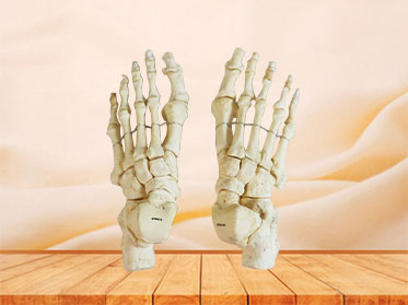Natural foot bones