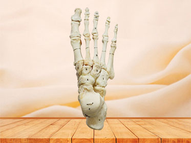 Natural human foot bones