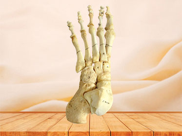 Natural foot bones for medical education