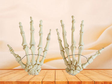 hand bones model