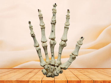 Human hand bones model
