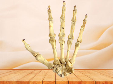 human hand bone