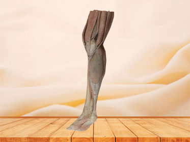 Human Lower Leg Plastinated Specimen