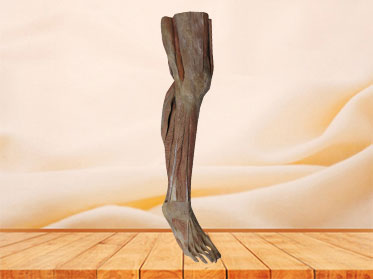 Superficial Muscles of Lower Leg Plastinated Human Specimen