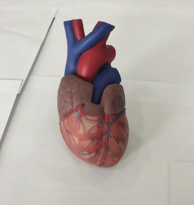 soft silicone heart anatomy model