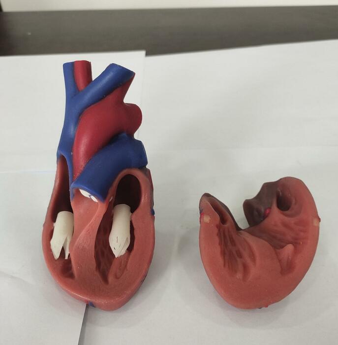 heart anatomy model