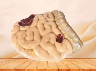 soft silicone large and small intestine anatomy model for sale