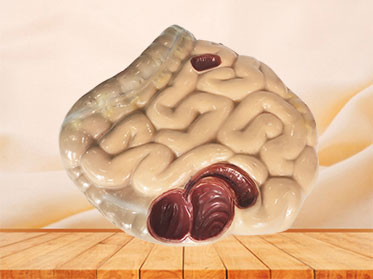 soft large and small intestine anatomy model for sale