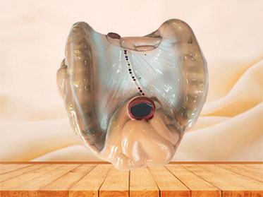 silicone large and small intestine anatomy model for sale