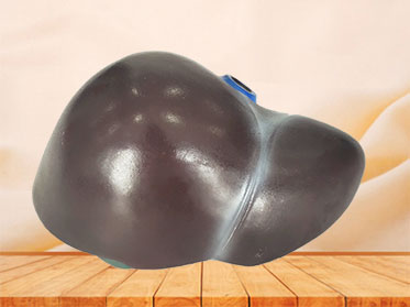 human soft silicone liver model for sale