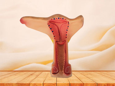 human soft silicone uterus anatomy model for sale