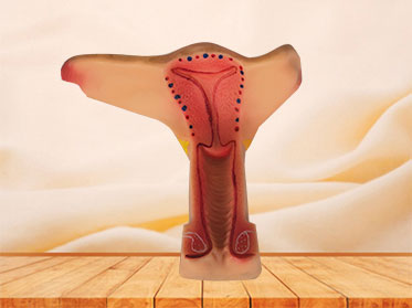 soft uterus anatomy model for sale