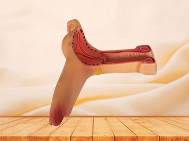 soft silicone uterus anatomy model for sale