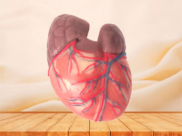 human silicone normal heart anatomy model for sale