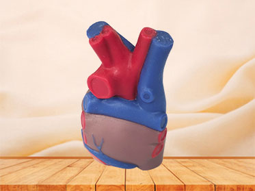 silicone normal heart anatomy model for sale