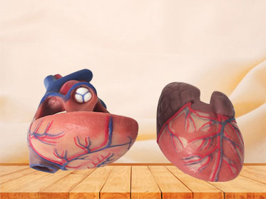 human soft silicone normal heart anatomy model for sale