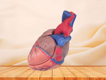 soft normal heart anatomy model for sale
