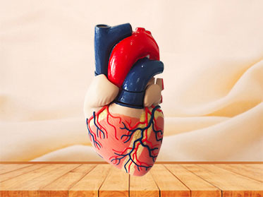 human soft silicone anatomy model for sale