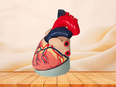 soft silicone human heart anatomy model for sale