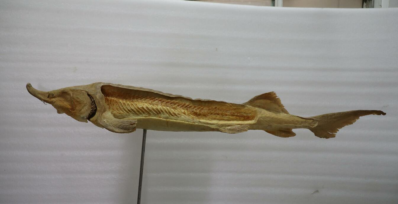 anatomy plastination Chinese sturgeon