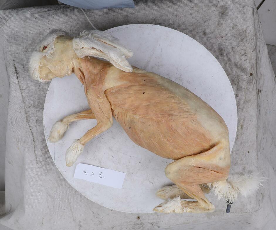 plastination rabbit