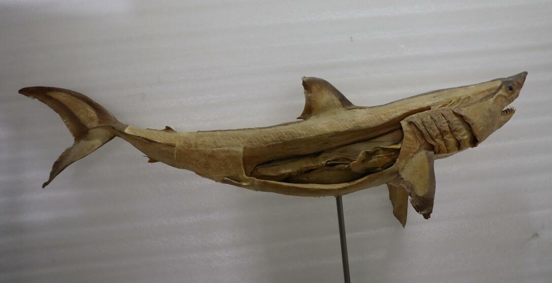 plastination shark