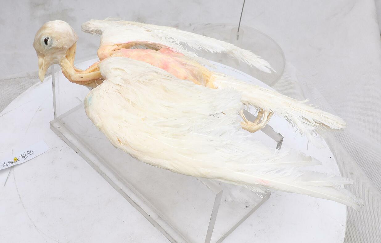 pigeon plastination