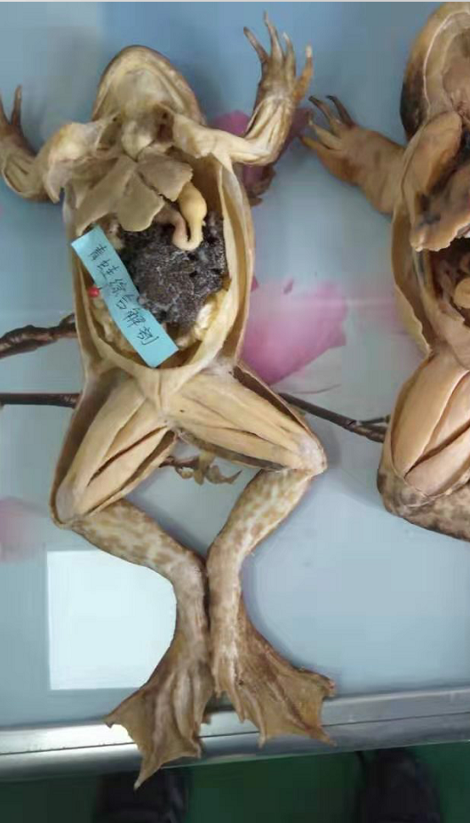 comprehensive dissection of frog plastination specimen