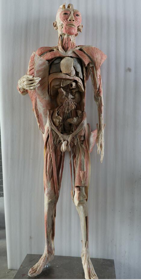 plastinated body of male