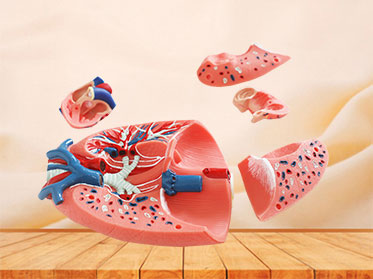 human respiratory system soft anatomy model