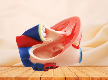 human respiratory system soft anatomy model for sale