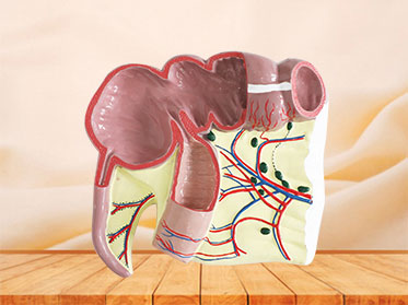 ileocecal junction silicone anatomy model for sale