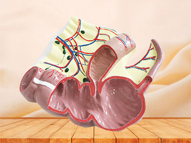 ileocecal junction soft anatomy model for sale