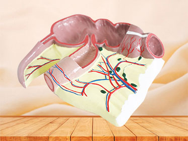 ileocecal junction anatomy model for sale