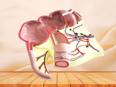 human ileocecal junction soft silicone anatomy model for sale